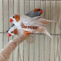 فنچ زبرا اروپایی کینگ