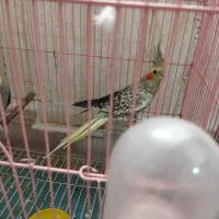 جفت عروس هلندی|پرنده|ایذه, |دیوار