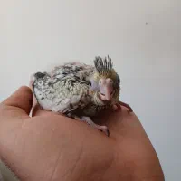 دوتا جوجه عروس سرلاکی نر سوپر تاج|پرنده|کوهدشت, |دیوار