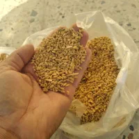 بذرگندم|عمدهفروشی|آشخانه, |دیوار