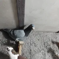 کفتر پرشی|پرنده|نیشابور, مازول|دیوار