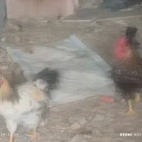 فروش جوجه خروس و مرغ محلی|حیوانات مزرعه|جهرم, |دیوار