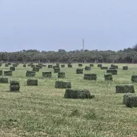 یونجه خشک درجه یک