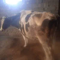 گاو هلشتیاین شیر بالا ابستن وهیکلی