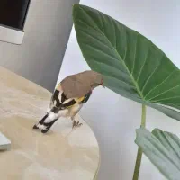 سهره قناری طوطی گرینچیک راهب عروس مینا|پرنده|مشهد, الهیه|دیوار