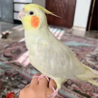عروس فول رام