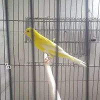 قناری بلند|پرنده|شهرضا, |دیوار