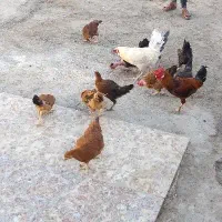 مرغ وخروس جوجه محلی