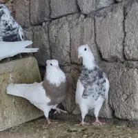 کبوتر طوقی و رنگی