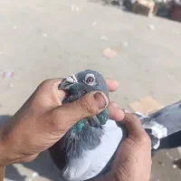 کفتر جانسون قره سبز