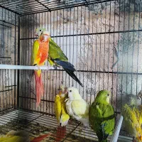 ردچیک راهب طوطی سرلاکی و دونخور