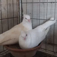 کبوتر اصیل بوشهری