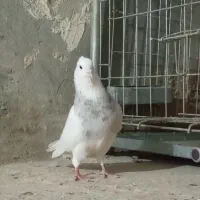 طوقی کاکولی