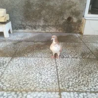 کفتر خوشرنگ زرد  ماده|پرنده|شیراز, شهرک ترکان|دیوار