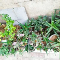 گلهای خانگی|گل و گیاه طبیعی|شیراز, گلکوب|دیوار