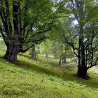 حلقه طلا پیدا شده