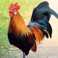 خروس محلی و بزرگ