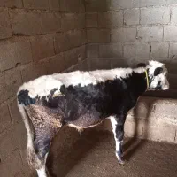 فروش.دو.راس.گوساله.نر|حیوانات مزرعه|املش, |دیوار