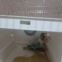 طوطی برزیلی