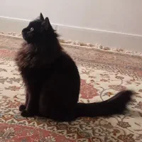 لیا خانوم|گربه|قم, قلعه یزدیها|دیوار