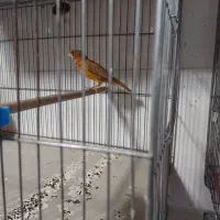 قناری|پرنده|شیراز, پودنک|دیوار