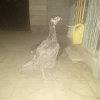 مرغ لاری طوسی وسیاه|حیوانات مزرعه|مهدی شهر, |دیوار