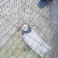 طوقی سالم|پرنده|جغتای, |دیوار