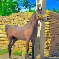 مادیان کردی|اسب و تجهیزات اسب‌سواری|همدان, |دیوار