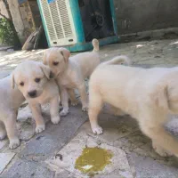 سگ پا کوتا