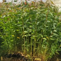 نهال آکالیپتوس(آکالاتوس)