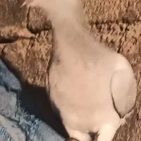 کبوتر|پرنده|دهدشت, |دیوار