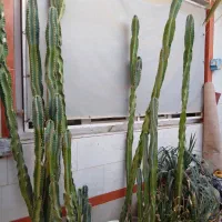 کاکتوس ستونی