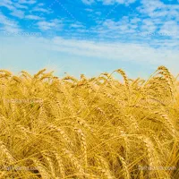 دویست کیلو گندم احسان بوجاری شده