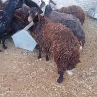 میش قزل افشاری و بره افشاری