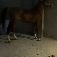 نریان کرد درجه یک