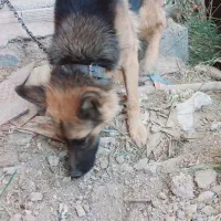 فروشی|سگ|جیرفت, |دیوار