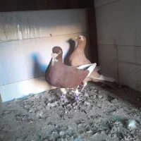 کبوتر|پرنده|کشکوئیه, |دیوار