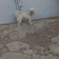 سگ پاکوتاه سفید پشمالو