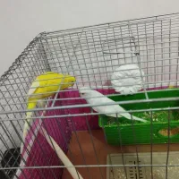 مرغ عشق|پرنده|شوشتر, |دیوار