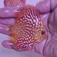 دیسکس فروش ویژه