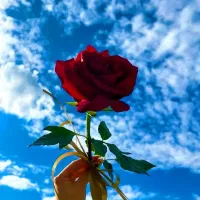 کسب درامد گلدمیلی وارد کردن کد دعوت milli-hklf5