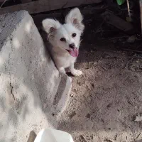 معاوضه یا فر