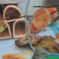 ماهی دیسکس|ماهی|کرج, شهرک اوج|دیوار