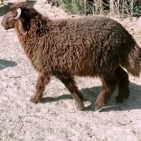 بره نر