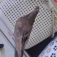 جوجه آبادنی|پرنده|اهواز, پردیس|دیوار