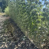 ارائه درخت کبوده ۳ الی۴ متری(۱۳۰ هزارتومان)