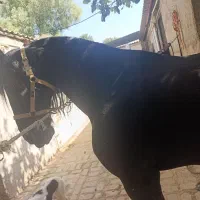 اسب نعل بندی