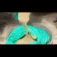 گندم داس  مناسب برای بذر بوجاری شده