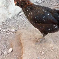 بوقلمون برنز ارگانیک محلی و مرغ و خروس|حیوانات مزرعه|کرمان, |دیوار