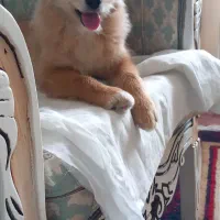 واگذاری سگ اشپیتز یک ساله